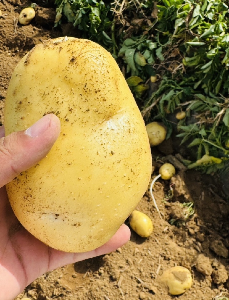 云南正宗土豆高山种植沙面黄心马铃薯蔬菜洋芋现挖