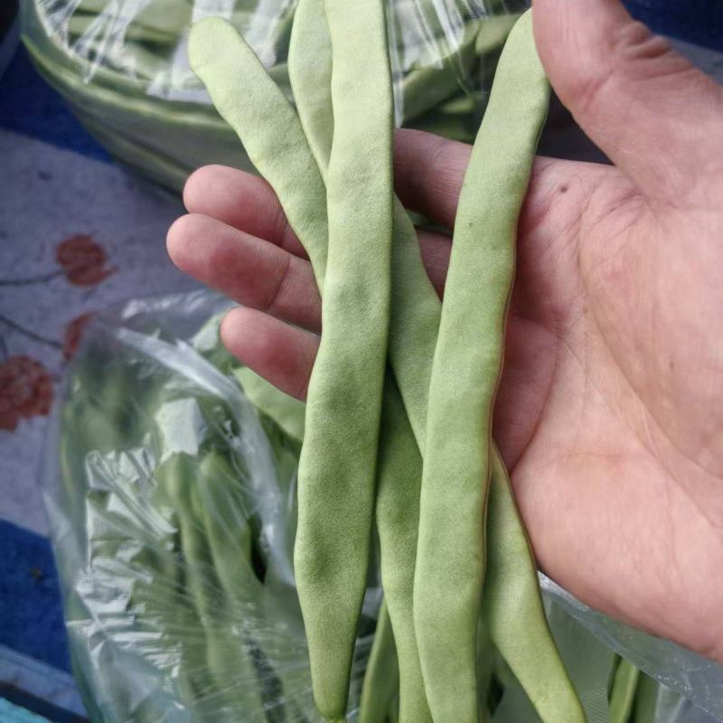 江苏精品扁豆，扁芸豆，大扁豆，绿扁豆，市场货大量供应