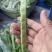 江苏精品扁豆，扁芸豆，大扁豆，绿扁豆，市场货大量供应