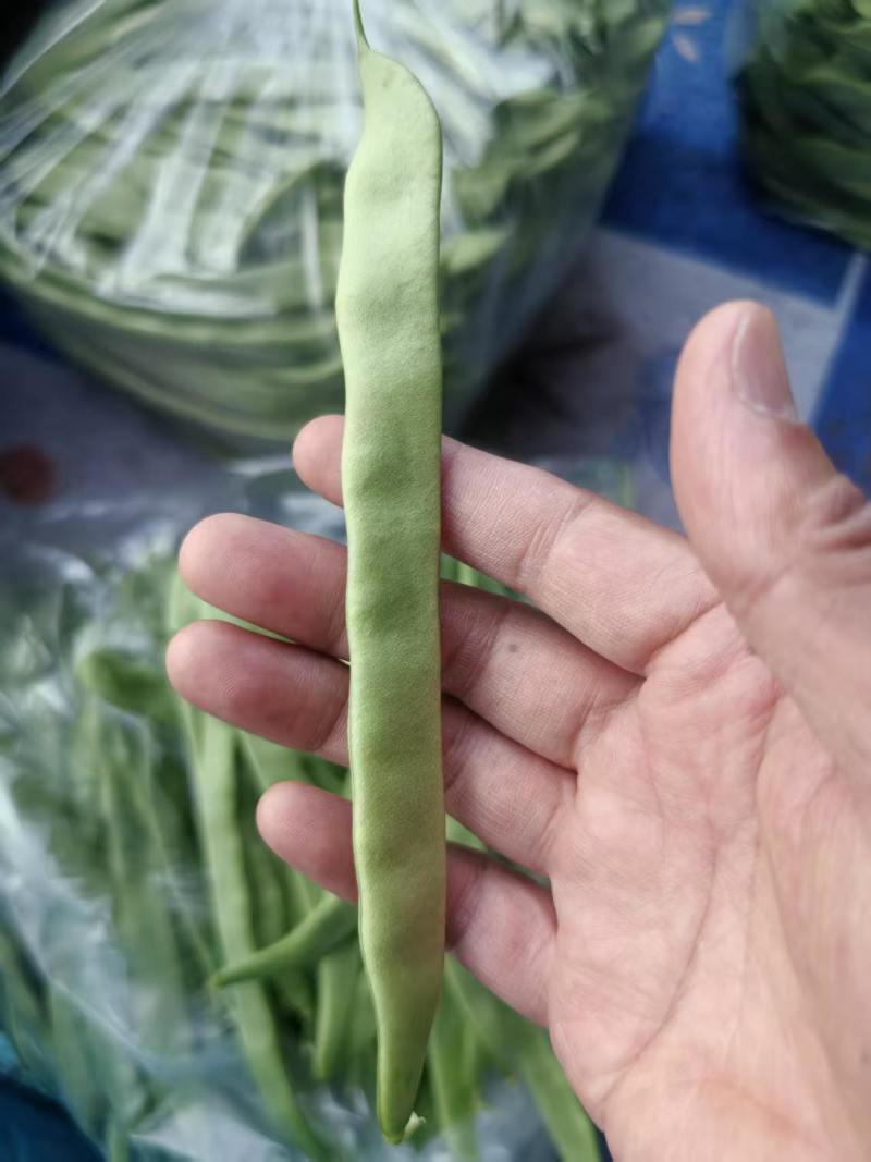 江苏精品扁豆，扁芸豆，大扁豆，绿扁豆，市场货大量供应