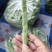 江苏精品扁豆，扁芸豆，大扁豆，绿扁豆，市场货大量供应