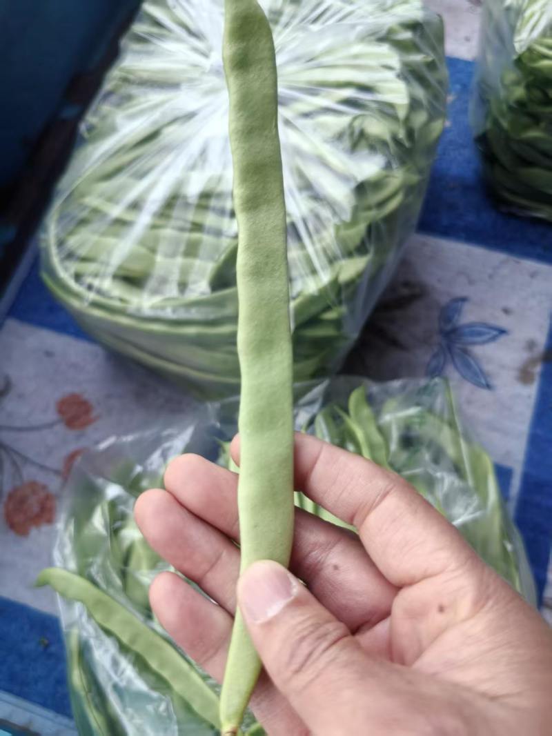 江苏精品扁豆，扁芸豆，大扁豆，绿扁豆，市场货大量供应