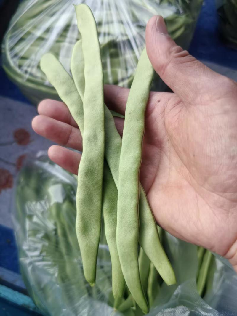江苏精品扁豆，扁芸豆，大扁豆，绿扁豆，市场货大量供应
