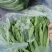 江苏精品扁豆，扁芸豆，大扁豆，绿扁豆，市场货大量供应