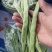 江苏精品扁豆，扁芸豆，大扁豆，绿扁豆，市场货大量供应