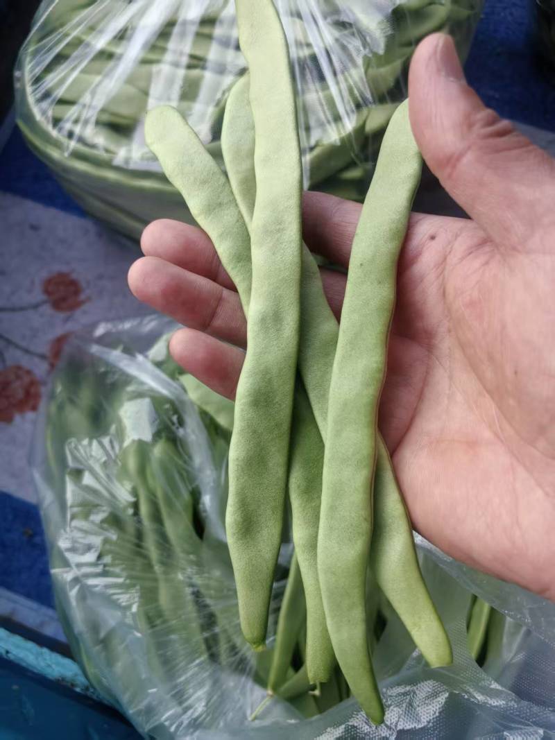 江苏精品扁豆，扁芸豆，大扁豆，绿扁豆，市场货大量供应