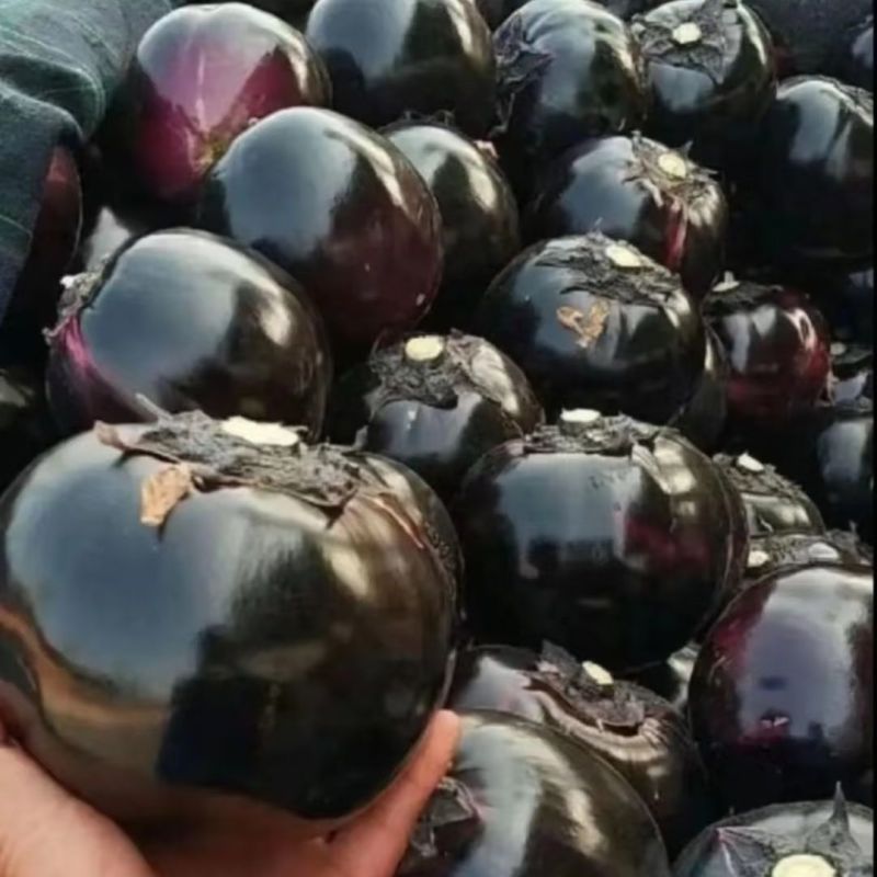 莘县中国蔬菜**县圆茄大量上市，源头直供欢迎老板订购