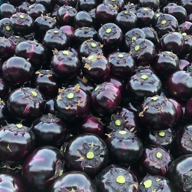 莘县中国蔬菜**县圆茄大量上市，源头直供欢迎老板订购