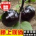 莘县中国蔬菜**县圆茄大量上市，源头直供欢迎老板订购