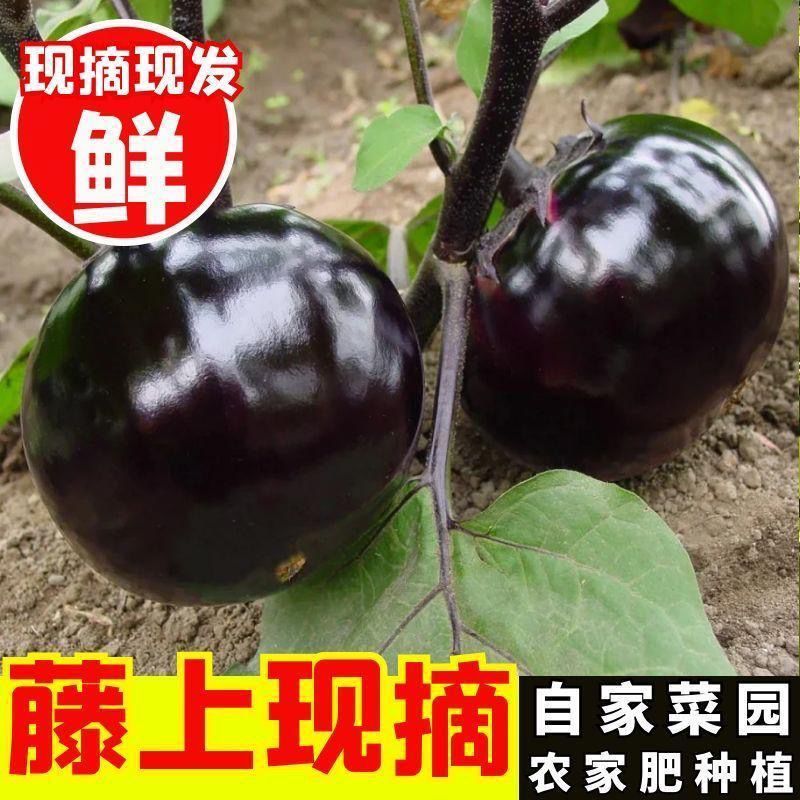 莘县中国蔬菜**县圆茄大量上市，源头直供欢迎老板订购