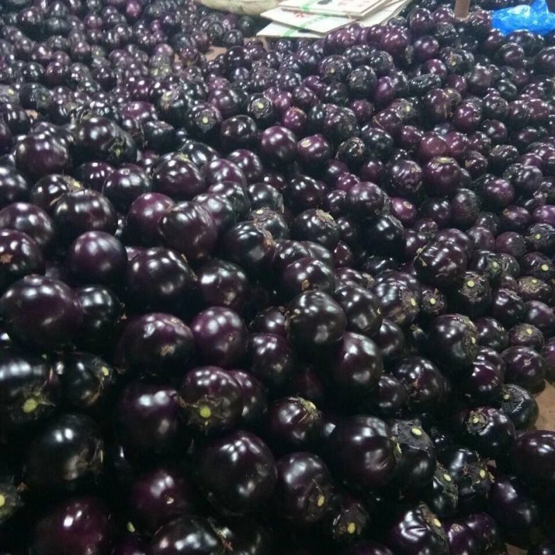 莘县中国蔬菜**县圆茄大量上市，源头直供欢迎老板订购