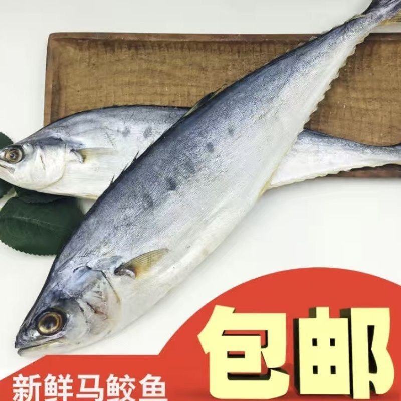 北海特产公马鲛鱼干渔民自晒鲅鱼干日晒风干海鱼咸鱼海产海鲜
