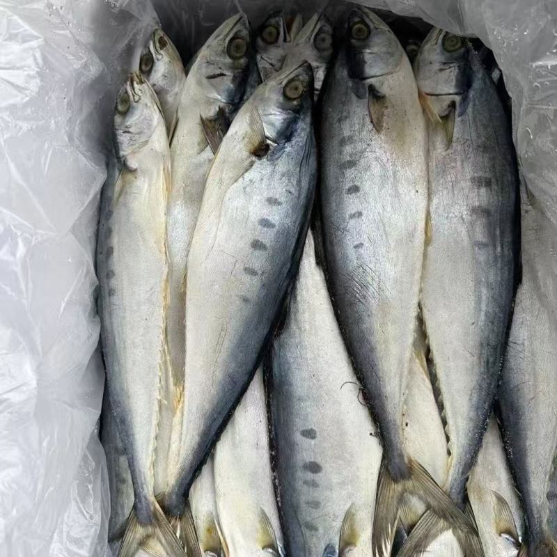 北海特产公马鲛鱼干渔民自晒鲅鱼干日晒风干海鱼咸鱼海产海鲜