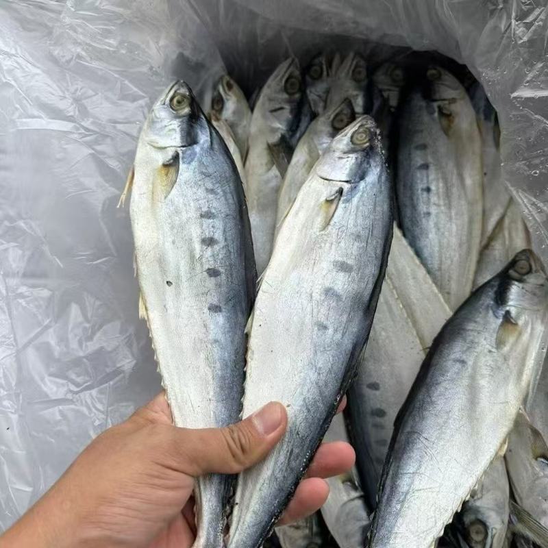 北海特产公马鲛鱼干渔民自晒鲅鱼干日晒风干海鱼咸鱼海产海鲜