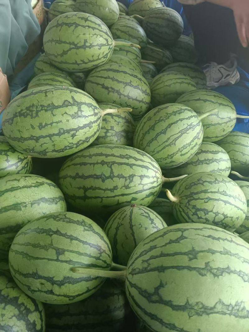 西瓜8424西瓜美都，甜王大量上市产地直发