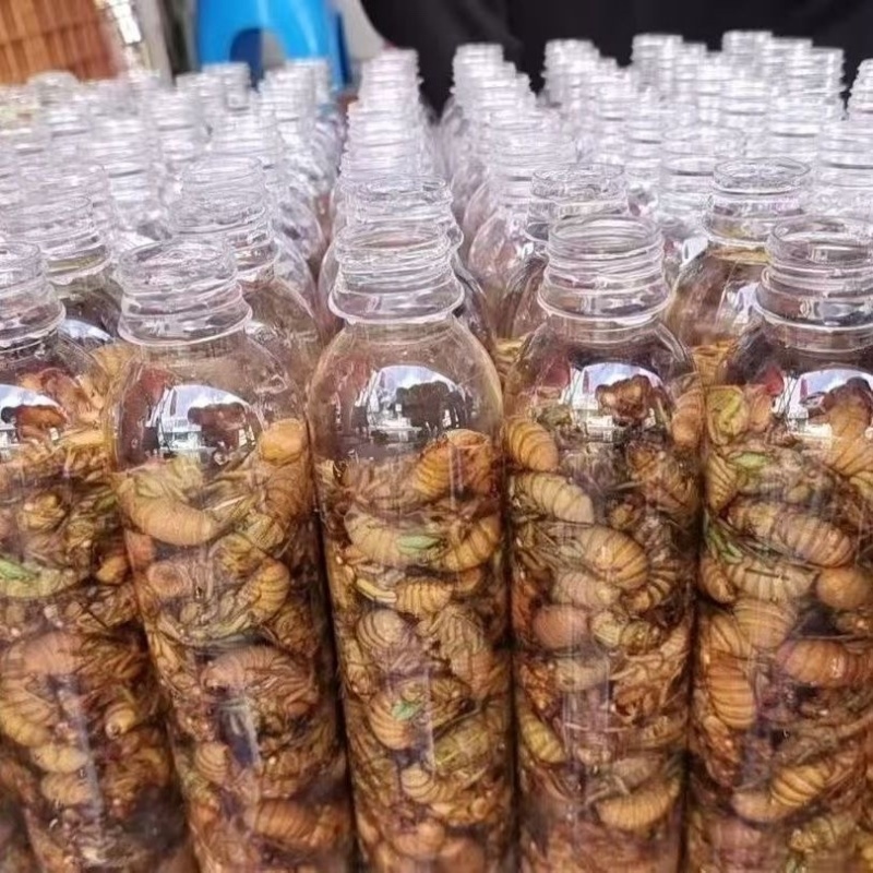 金蝉知了猴，电商发货，产地直发，包质量，利润高，