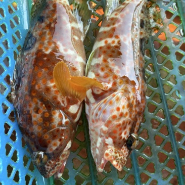 海南手钓海鱼，石斑鱼