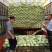 湖北奥奇娜甘蓝大量上市品种齐全对接商超团购电商一条龙