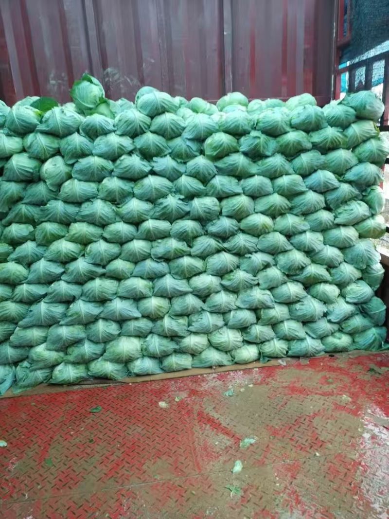 湖北奥奇娜甘蓝大量上市品种齐全对接商超团购电商一条龙