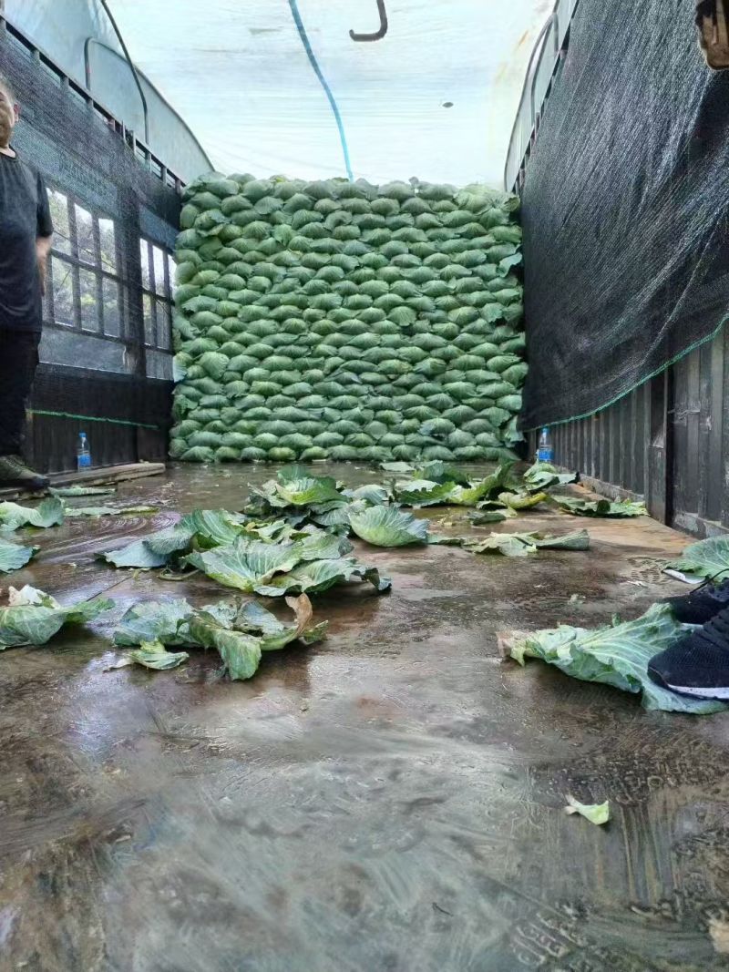 湖北奥奇娜甘蓝大量上市品种齐全对接商超团购电商一条龙