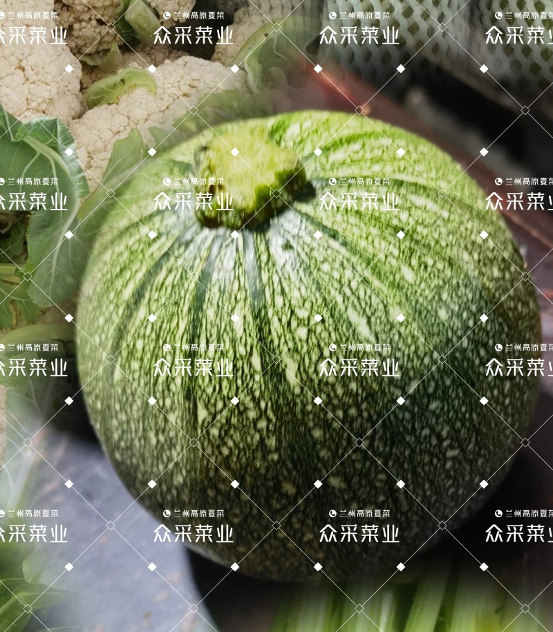 精品圆西葫芦，小南瓜，圆瓜产地一手货源代发全国