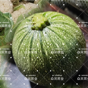 精品圆西葫芦,小南瓜,圆瓜产地一手货源代发全国