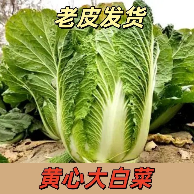 湖北黄心大白菜基地直发对接商超团购电商一条龙服务