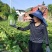 湖北黄心大白菜基地直发对接商超团购电商一条龙服务