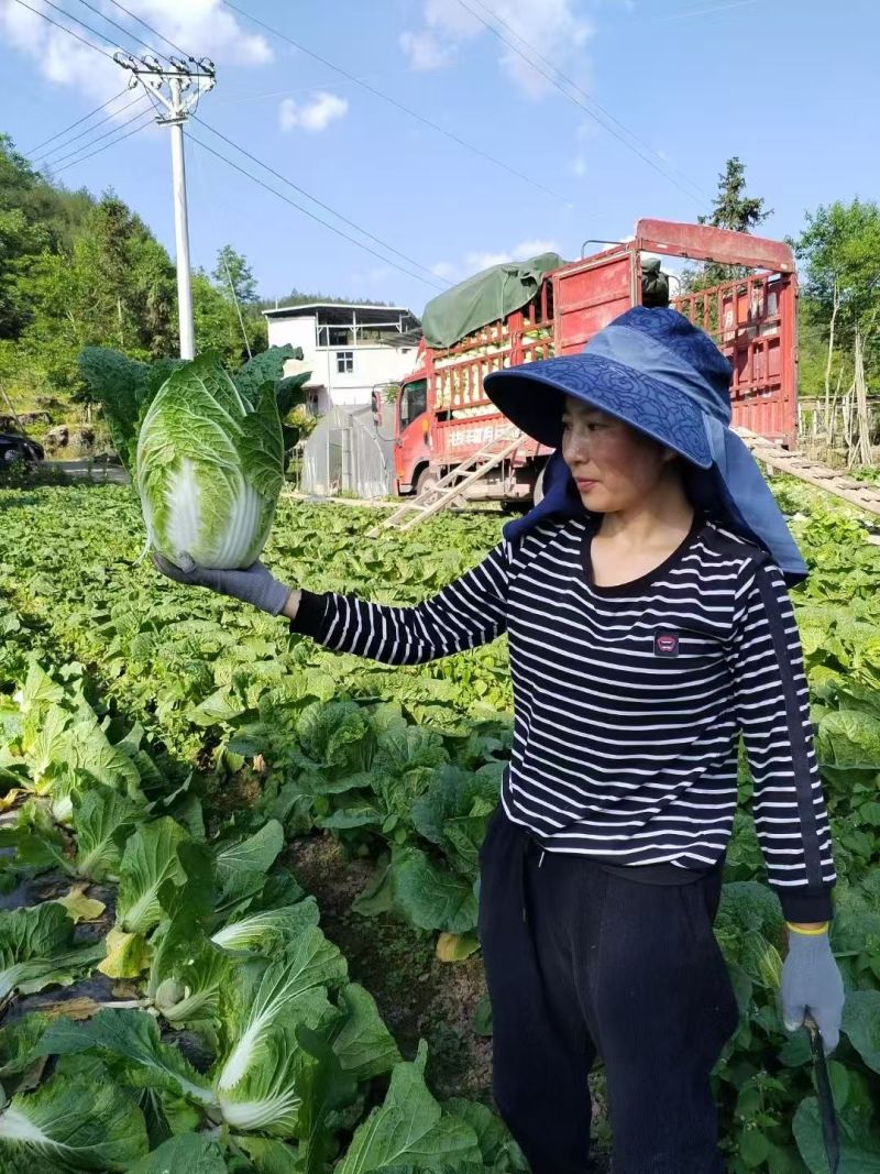 湖北黄心大白菜基地直发对接商超团购电商一条龙服务