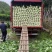 湖北黄心大白菜基地直发对接商超团购电商一条龙服务