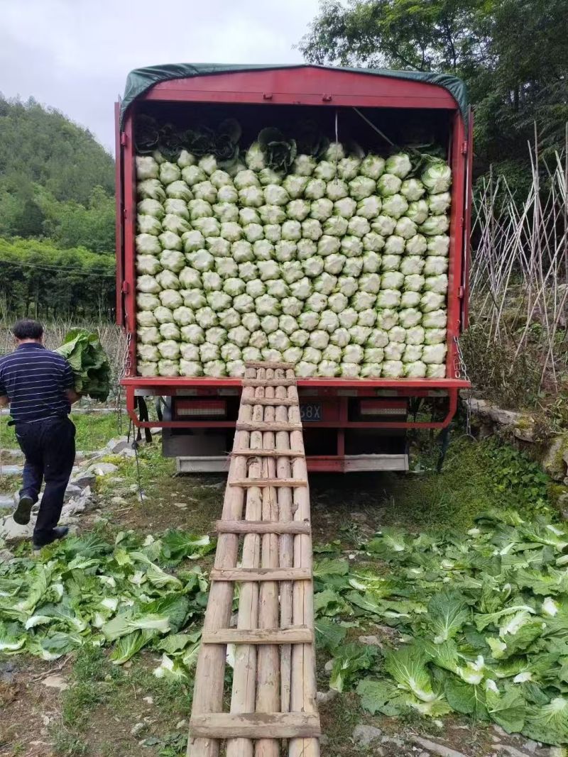 湖北黄心大白菜基地直发对接商超团购电商一条龙服务
