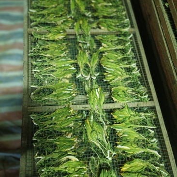 霸王花干，剑花，干货传统工艺制作，用家庭煲汤，焖鸭.火锅