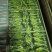 霸王花干，剑花，干货传统工艺制作，用家庭煲汤，焖鸭.火锅