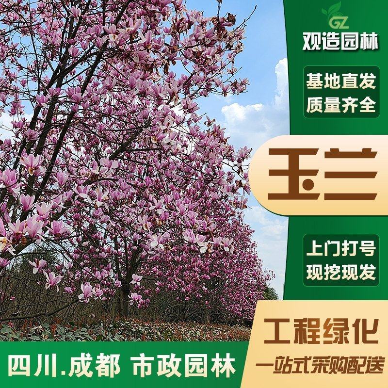 玉兰花树苗四川大型风景树紫白红广玉兰盆栽庭院花卉植物绿化