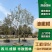 油橄榄树苗四川园林绿化庭院别墅造型斜飘银灰色自然植物景观