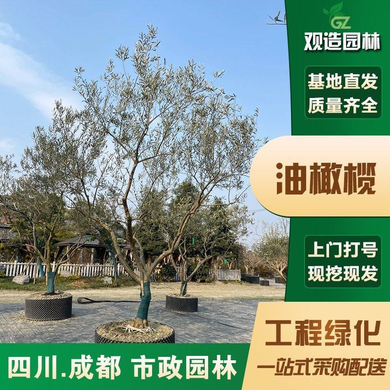 油橄榄树苗四川园林绿化庭院别墅造型斜飘银灰色自然植物景观