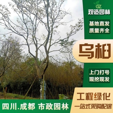 乌桕树苗四川绿化工程彩叶树行道树红叶乔木丛生乌桕苗木公园