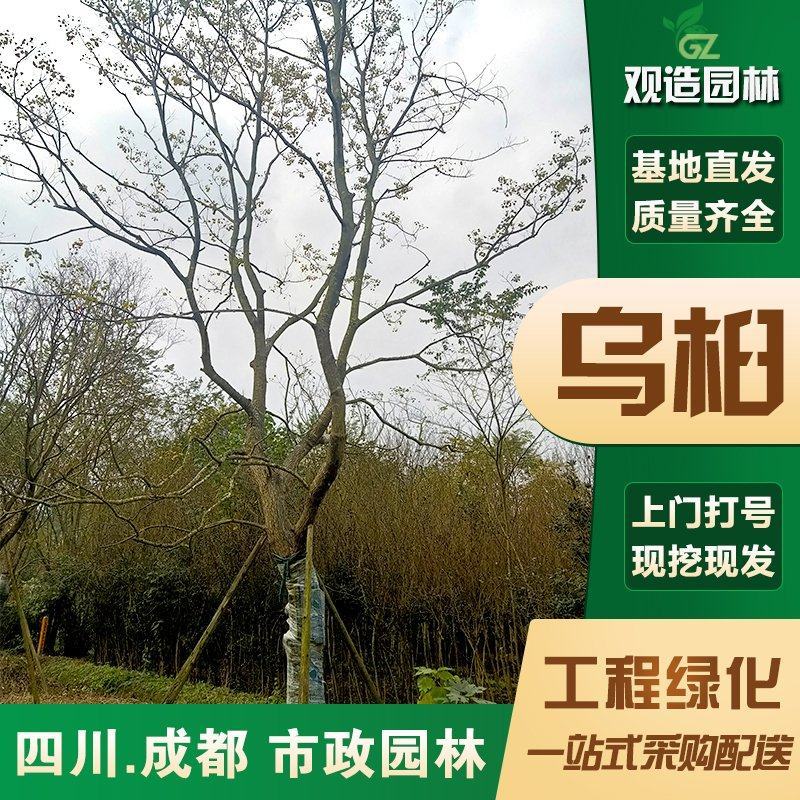 乌桕树苗四川绿化工程彩叶树行道树红叶乔木丛生乌桕苗木公园