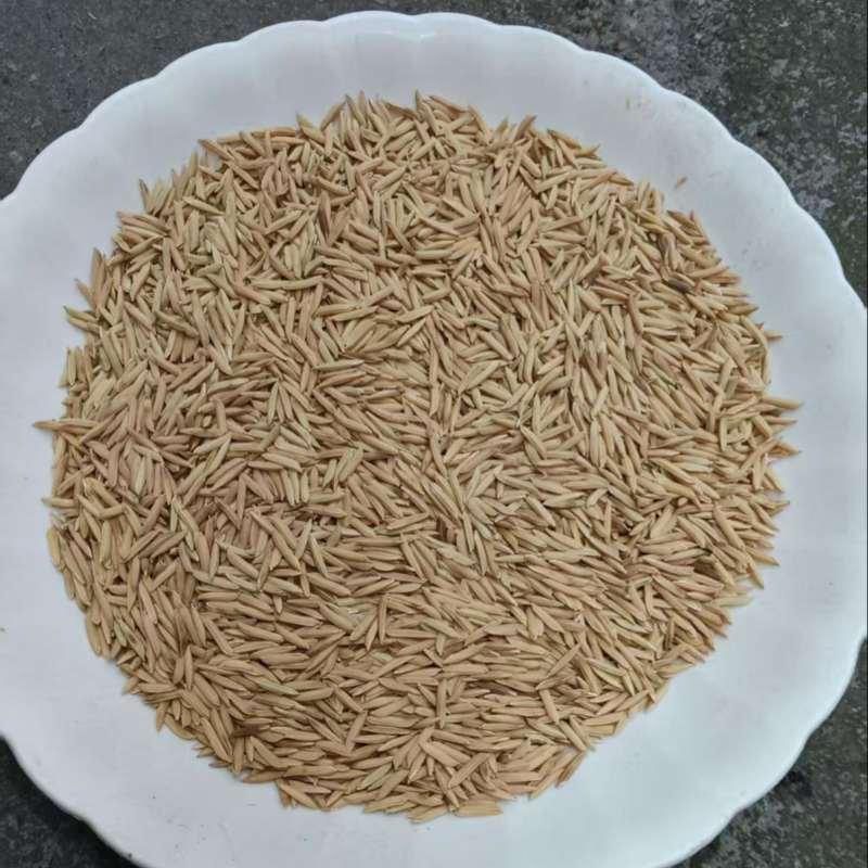 优质香稻谷产地直发对接全国量大从优欢迎采购