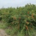 花石榴树