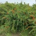 花石榴树