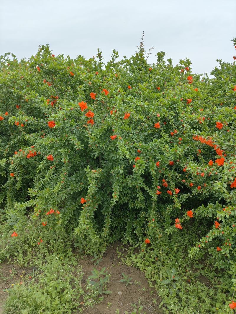 花石榴树
