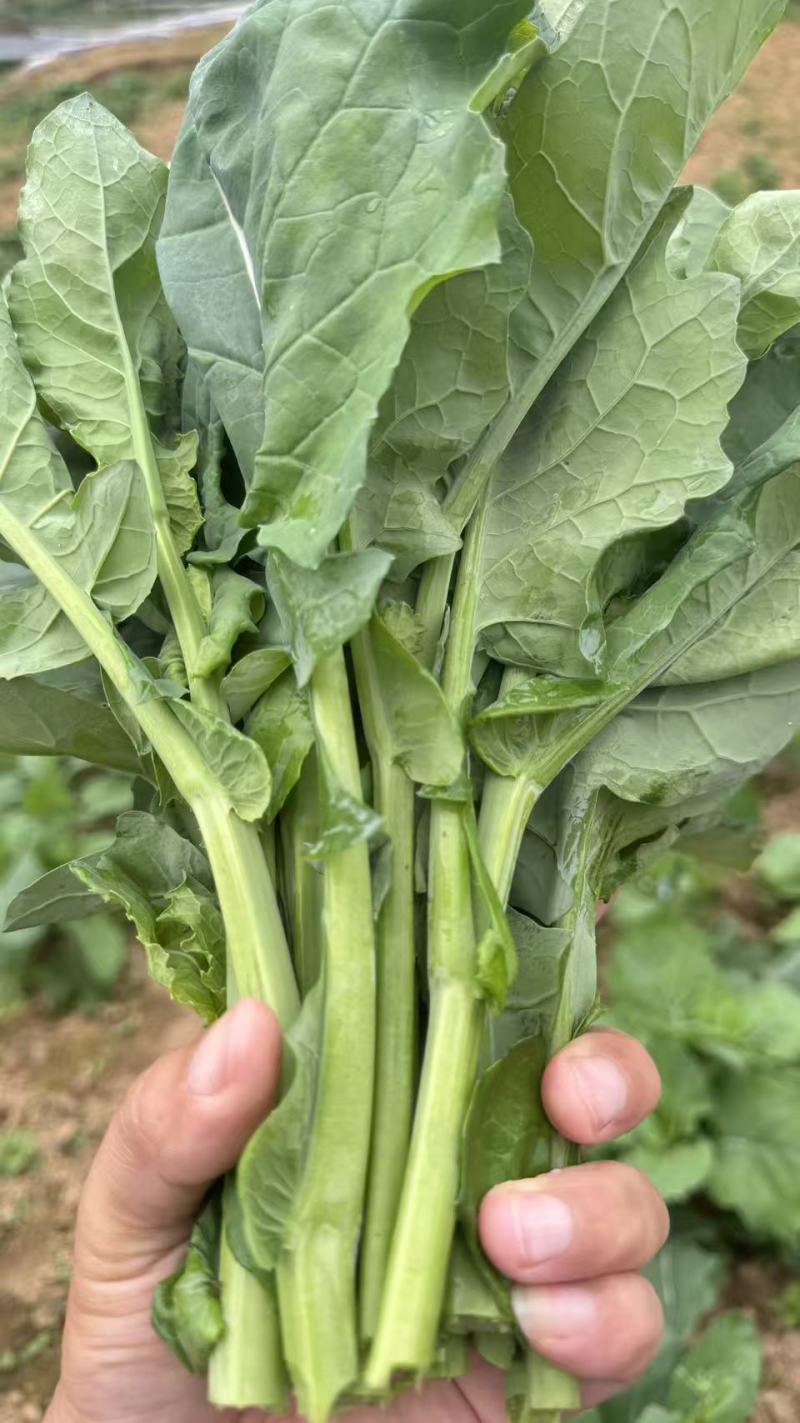 高山菜台上市了。