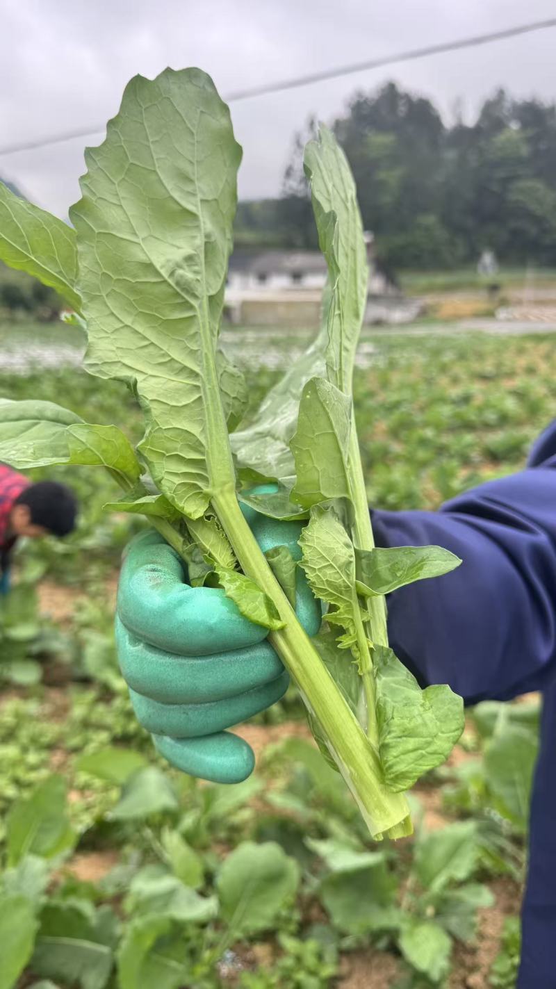 高山菜台上市了。