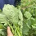 高山菜台上市了。