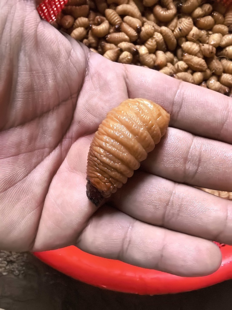 竹虫