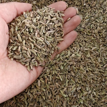 小茴香正宗小茴香***精挑细选正品小茴香