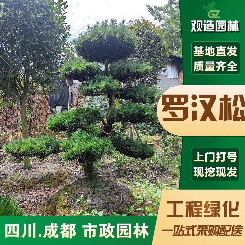 罗汉松大树四川园林庭院大型别墅黑松迎客松造型老桩景观盆景