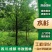 水杉树小苗四川园林工程绿化庭院道路盆栽地栽苗木种植行道景
