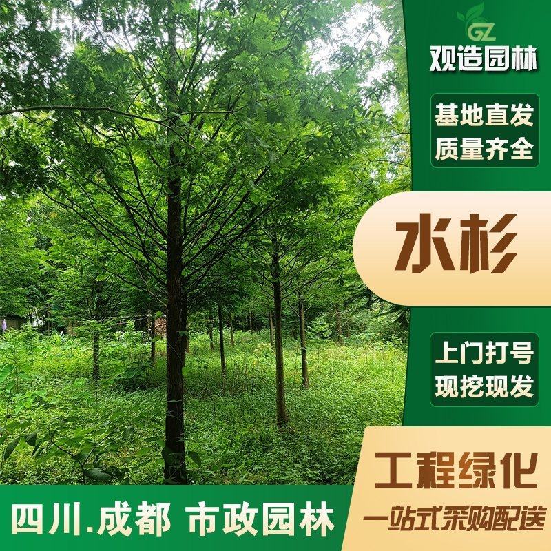水杉树小苗四川园林工程绿化庭院道路盆栽地栽苗木种植行道景